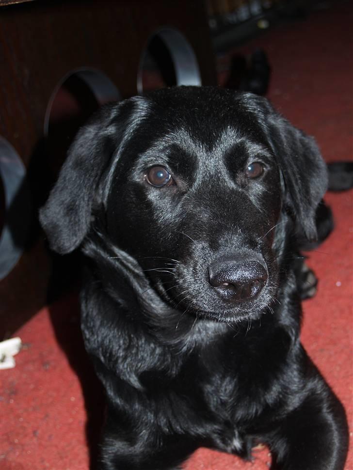 Blanding af racer Dobby <3 - „A true friend is someone who says nice things about you behind your back.“
 billede 5