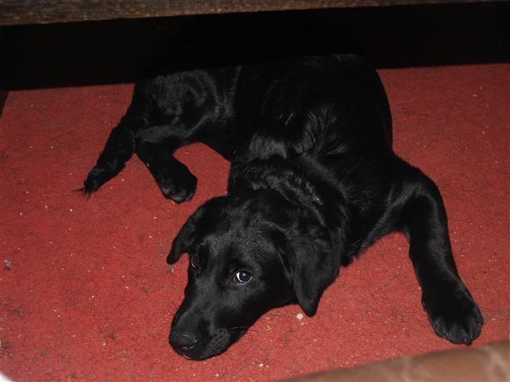 Blanding af racer Dobby <3 - „Det eneste dumme spørgsmål, er det man ikke fik spurgt om...“ billede 6