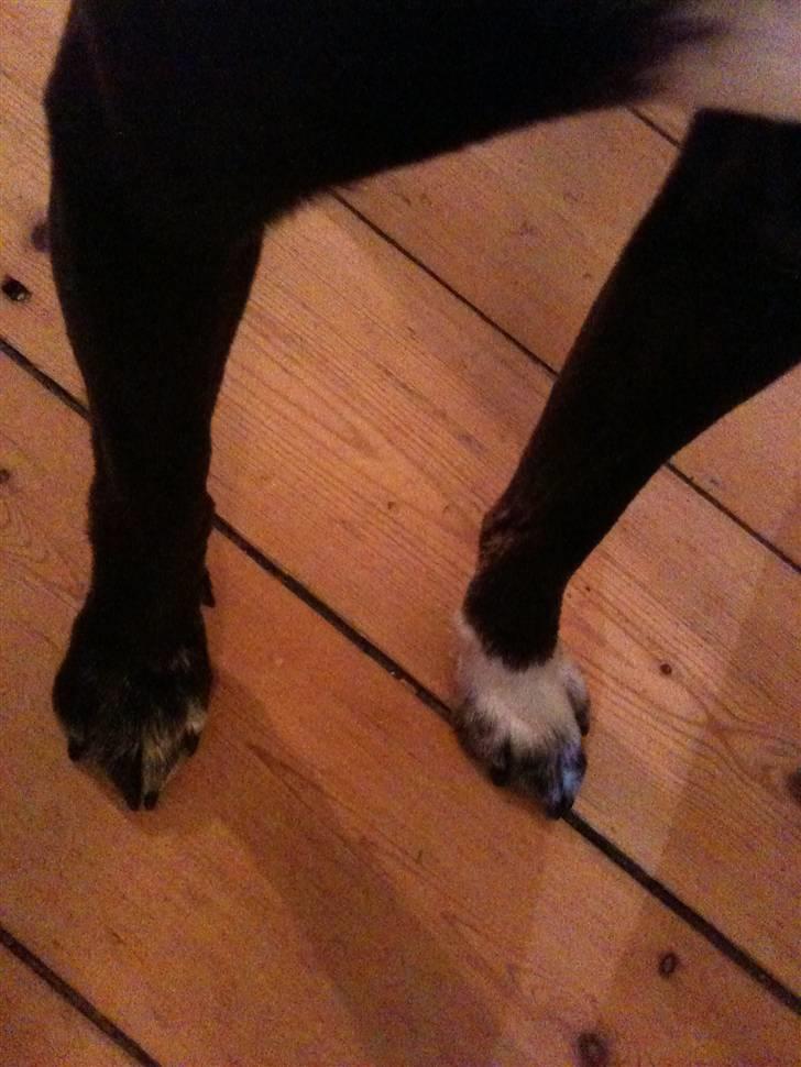 Blanding af racer daim - den hvide er hans giv pote, pote billede 4