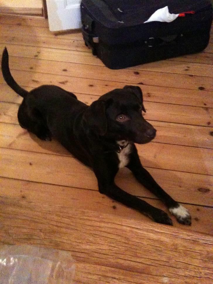 Blanding af racer daim - hvad er nu det billede 5