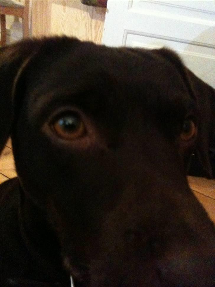 Blanding af racer daim - jeg får dig snart din dumme flue. billede 6