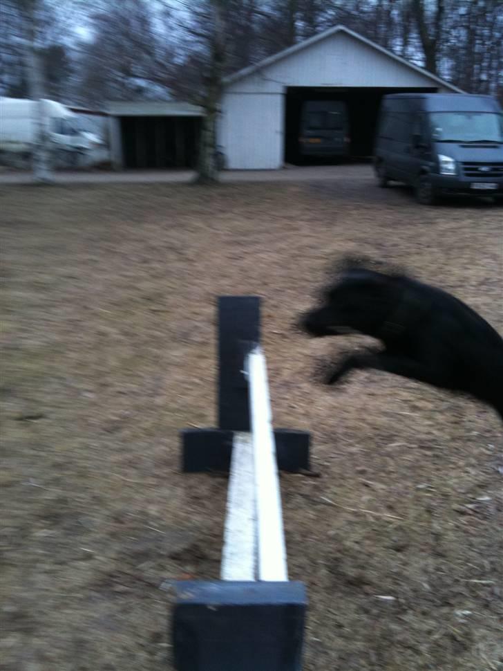 Labrador retriever bessy billede 6