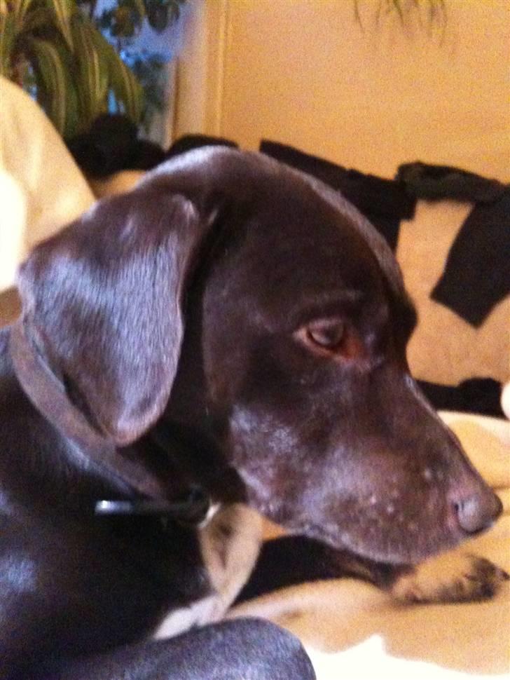 Blanding af racer daim billede 8