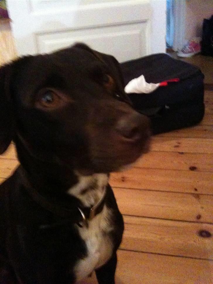 Blanding af racer daim billede 10