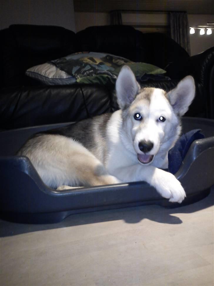 Grønlandshund Tina billede 7