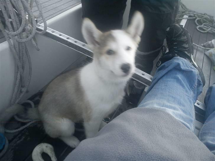 Grønlandshund Tina billede 8