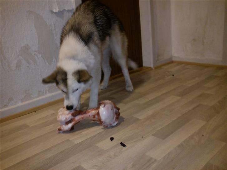 Grønlandshund Tina billede 9