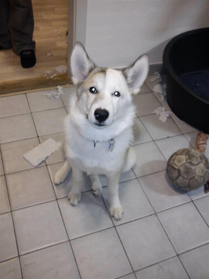 Grønlandshund Tina billede 10