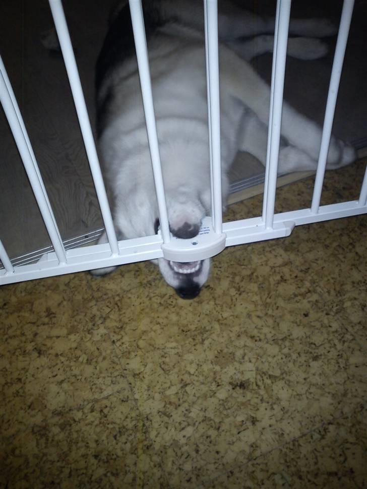 Grønlandshund Tina - Tarveligt! jeg må ikke komme i køkkenet! :( billede 11