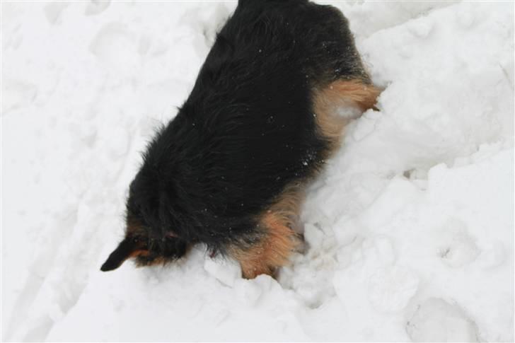 Blanding af racer Lisebeth billede 6