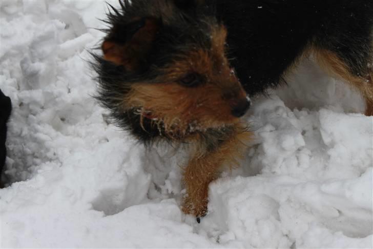 Blanding af racer Lisebeth billede 7