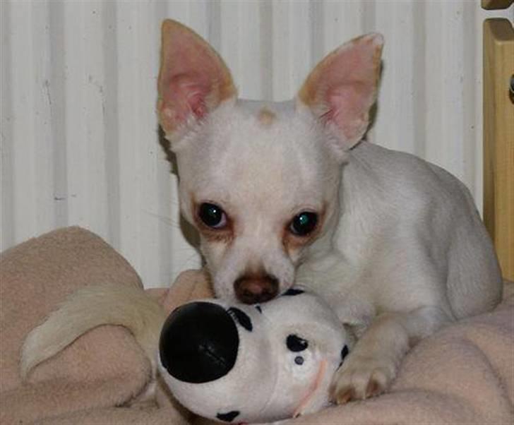 Chihuahua | Bob - Velkommen til min profil. Jeg hedder Bob, og det er rart at møde dig! :-) billede 1