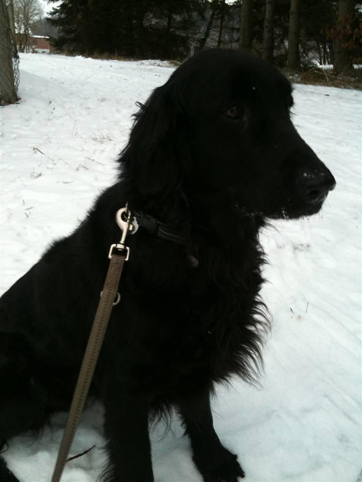 Flat coated retriever Ladytown (Lady) billede 1