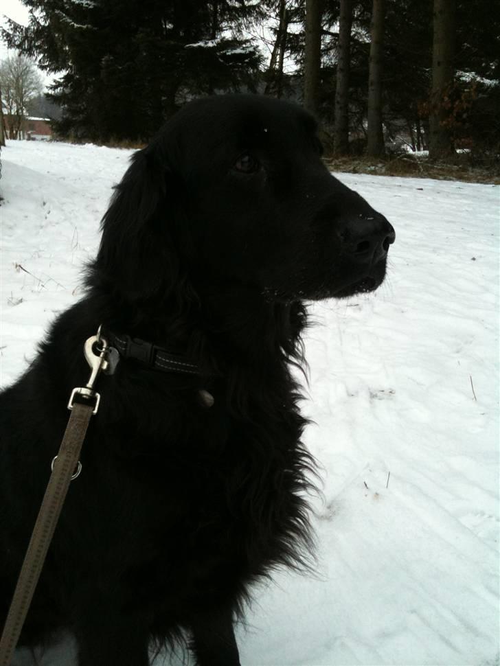 Flat coated retriever Ladytown (Lady) billede 3