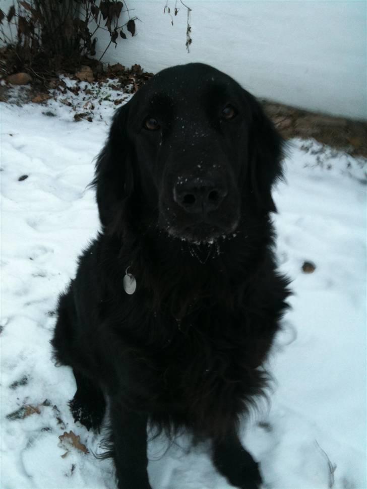 Flat coated retriever Ladytown (Lady) billede 4