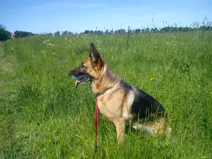 Schæferhund Quality - Sommeren 2010 billede 4