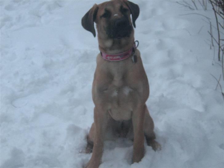 Blanding af racer fie billede 15