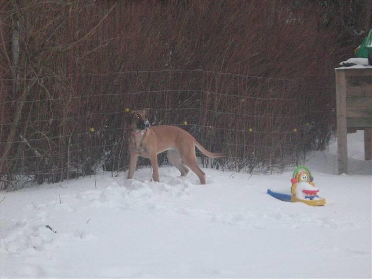 Blanding af racer fie billede 16