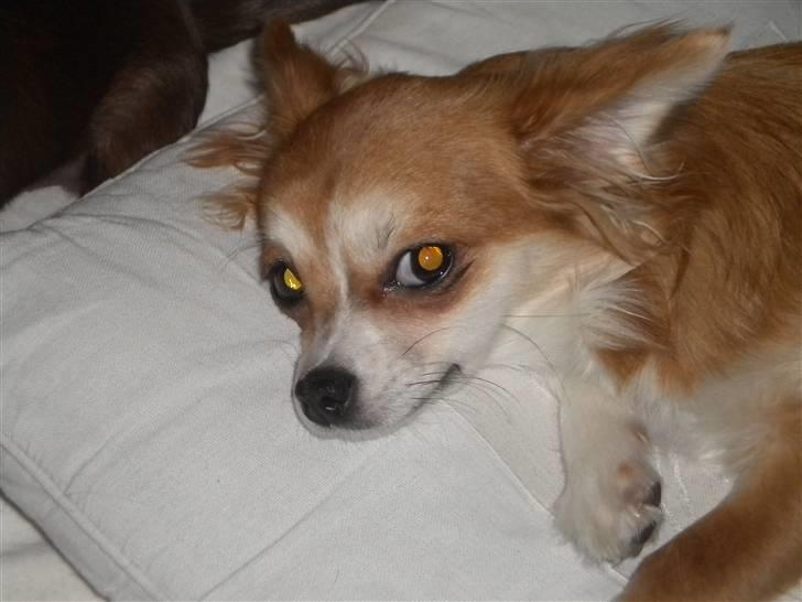 Chihuahua Cassie billede 6