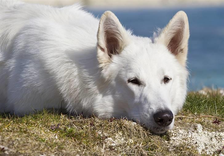 Hvid schæfer Iakin-Boaz billede 16