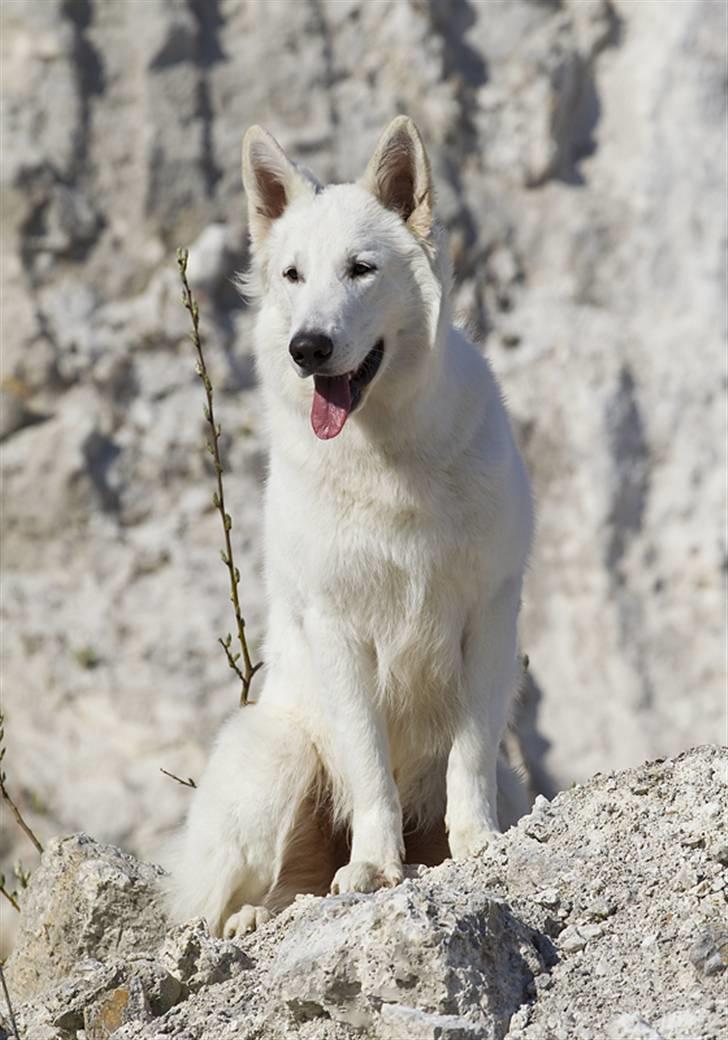 Hvid schæfer Iakin-Boaz billede 17
