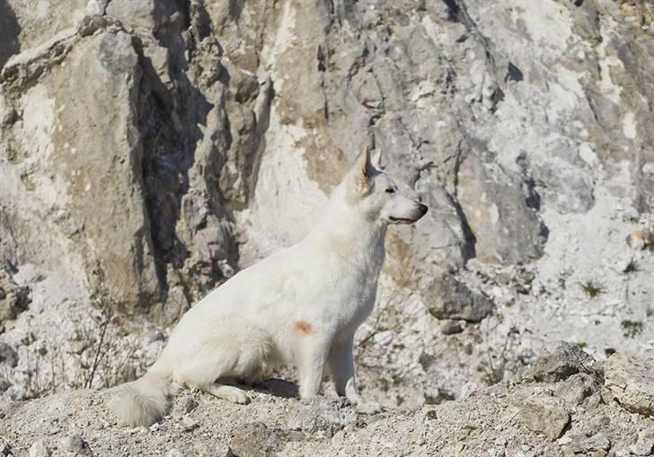 Hvid schæfer Iakin-Boaz billede 18