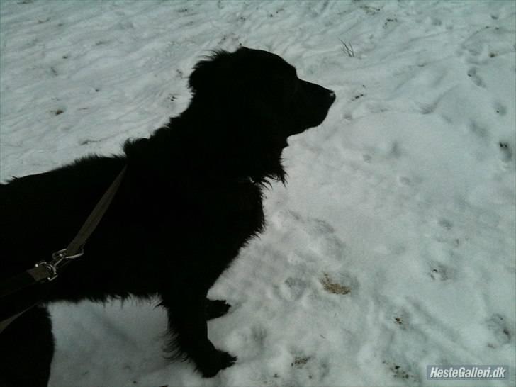 Flat coated retriever Ladytown (Lady) billede 5