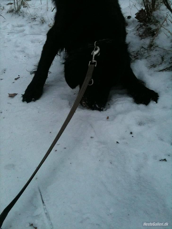 Flat coated retriever Ladytown (Lady) billede 6