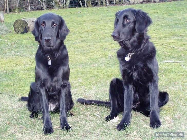 Flat coated retriever Ladytown (Lady) - Lady til højre.! :)  billede 7
