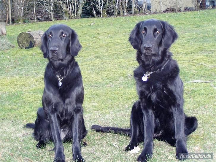 Flat coated retriever Ladytown (Lady) - Lady til højre.! :)  billede 8