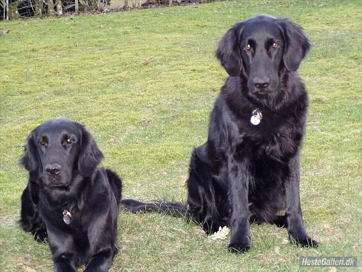 Flat coated retriever Ladytown (Lady) - Lady til højre.! :)  billede 9