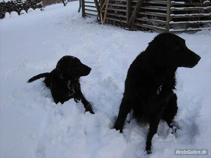 Flat coated retriever Ladytown (Lady) - Lady til højre.! :)  billede 11