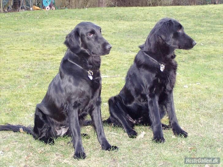 Flat coated retriever Chakur's Madonna (Donna)  - Madonna til venstre.! :)  billede 3