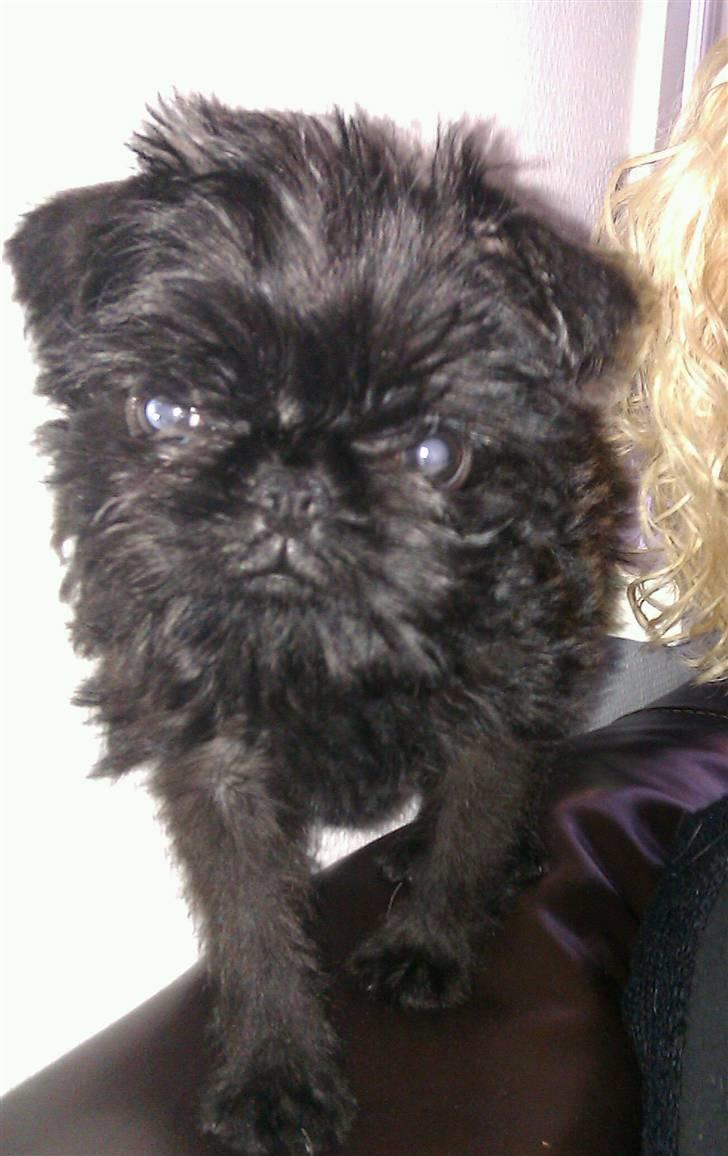 Griffon belge Bertram - Balancegang på sofa ryggen.. billede 1