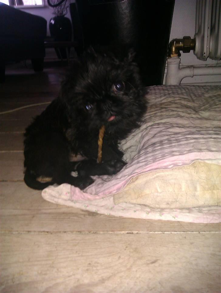 Griffon belge Bertram - Mit første tyggeben...namme nam.. billede 2