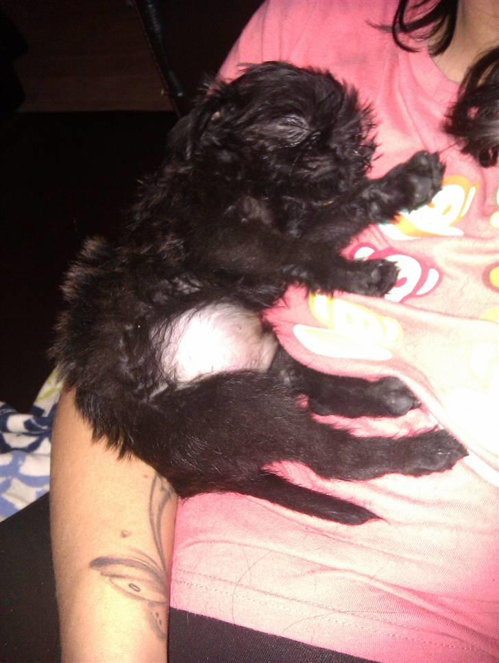 Griffon belge Bertram billede 3