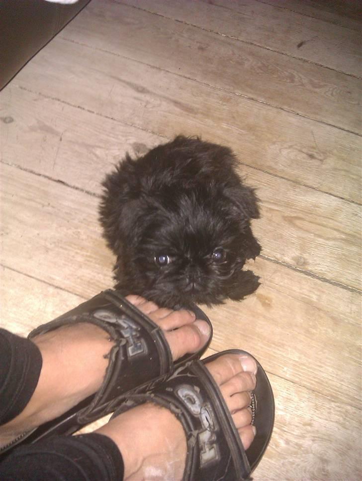 Griffon belge Bertram billede 4