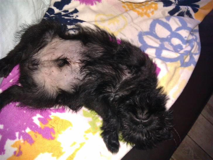 Griffon belge Bertram billede 5