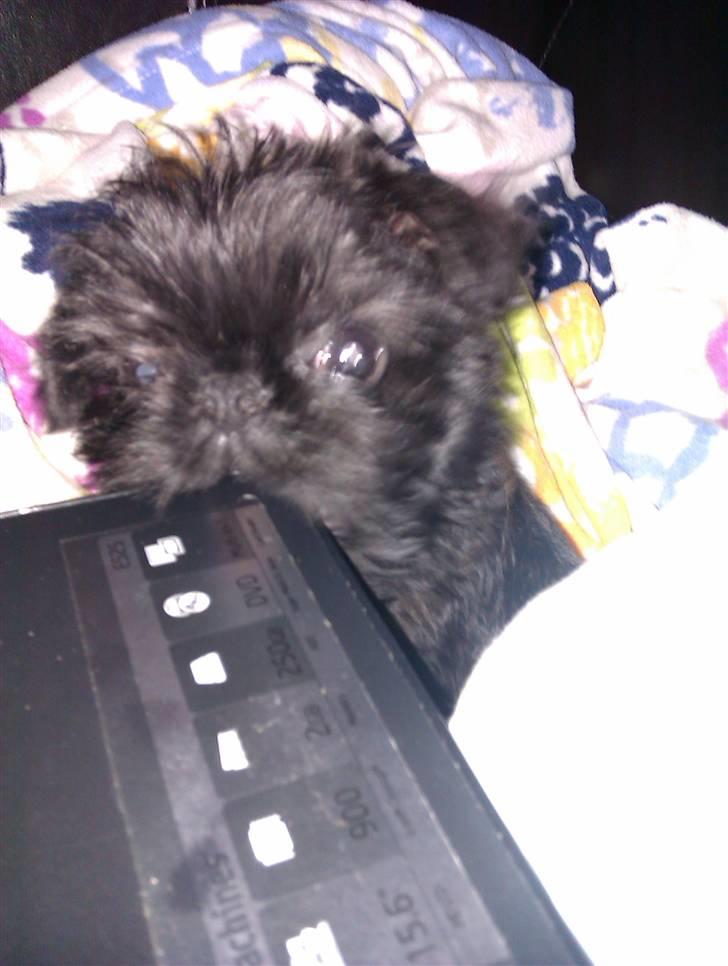 Griffon belge Bertram - Mine tænder klør...bider lige hjørnet af computeren...hihihi.. billede 6