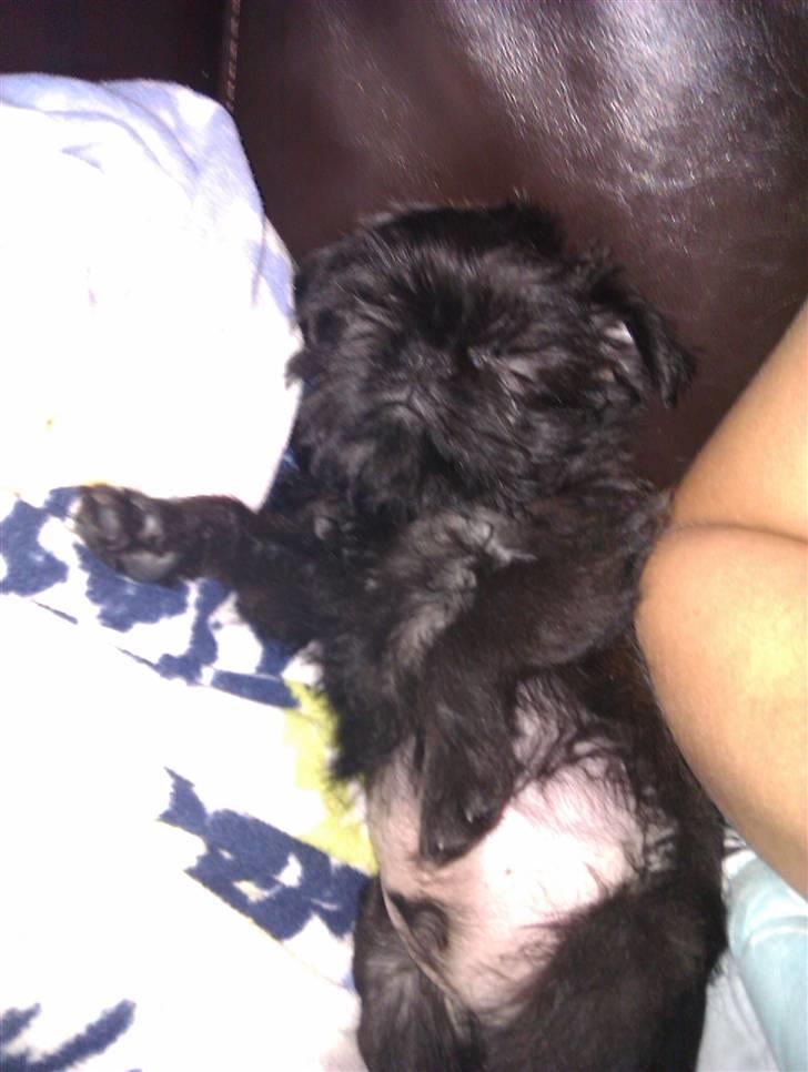 Griffon belge Bertram billede 7