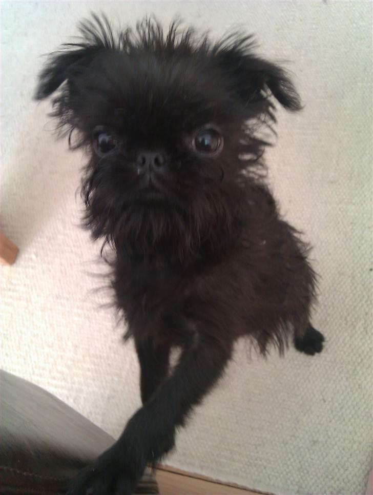 Griffon belge Bertram - Det er også rart at sidde op at sove... billede 8