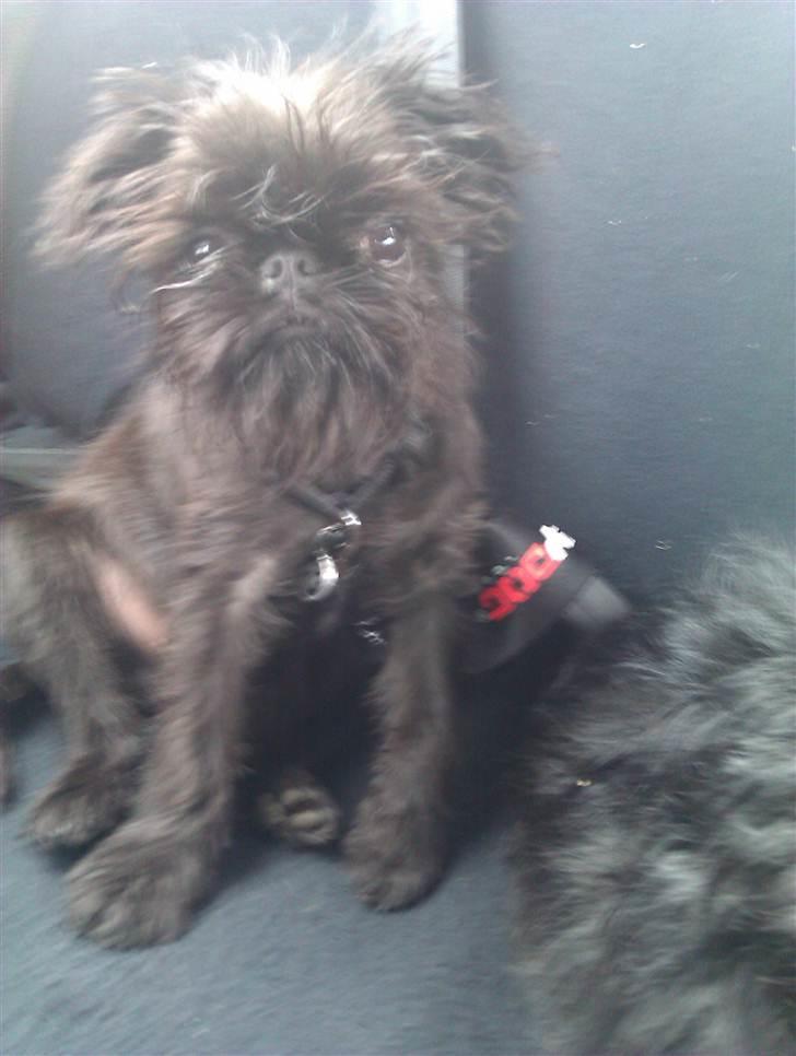 Griffon belge Bertram billede 9