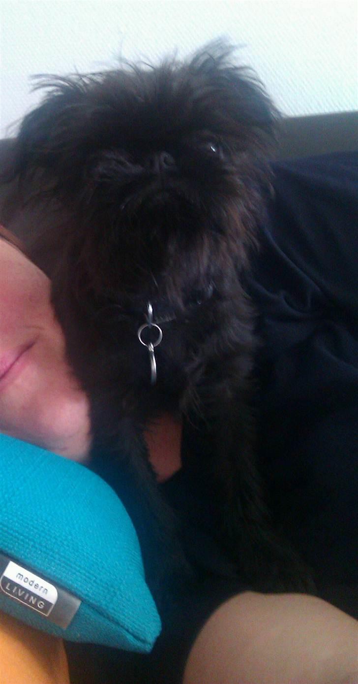 Griffon belge Bertram billede 10