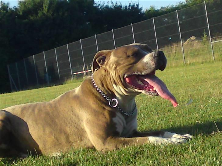 Amerikansk staffordshire terrier Tjaco billede 6