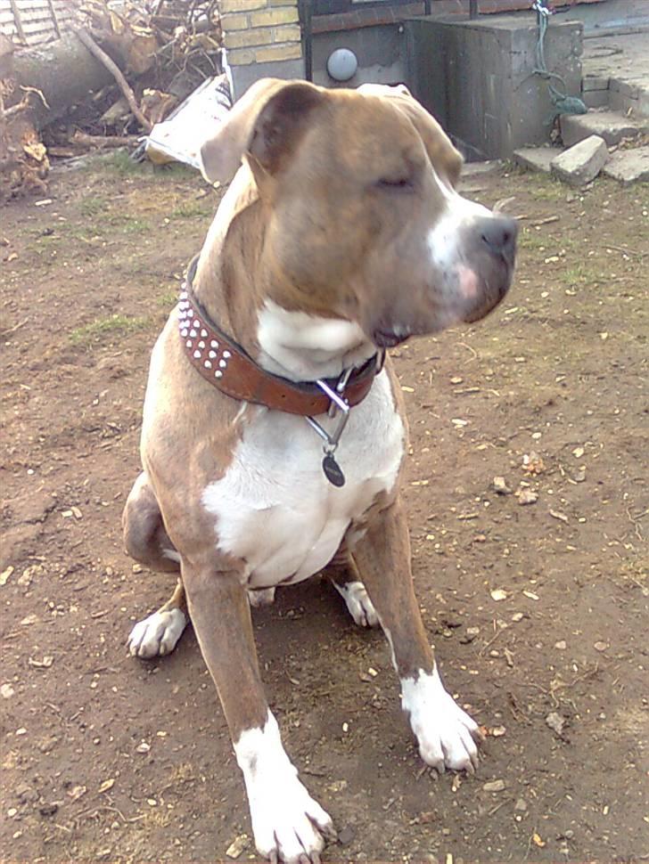 Amerikansk staffordshire terrier Tjaco billede 7