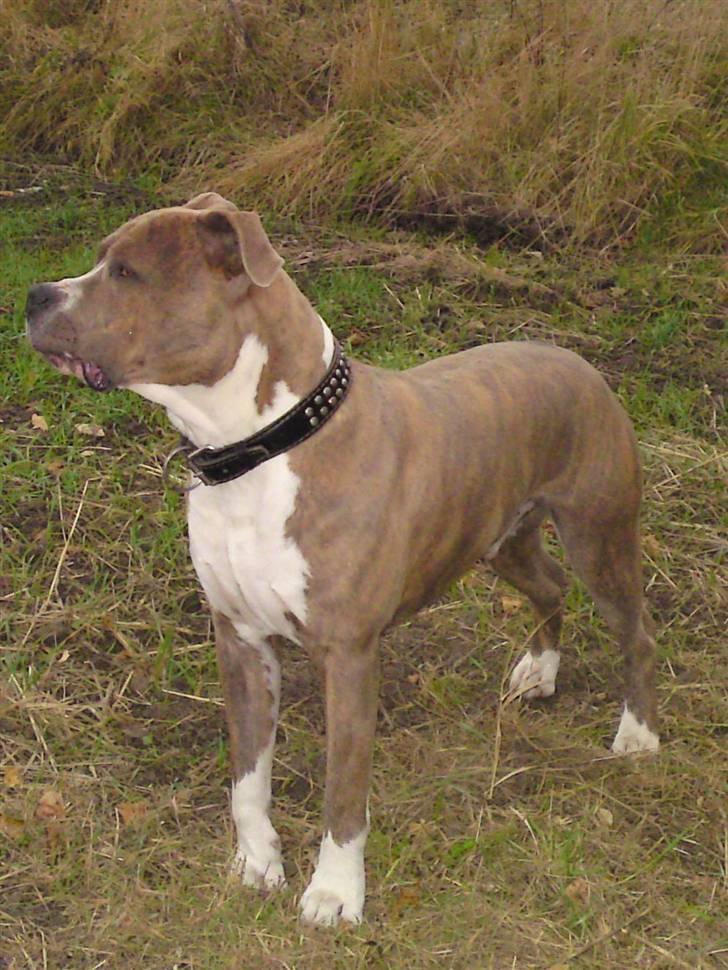 Amerikansk staffordshire terrier Tjaco billede 12