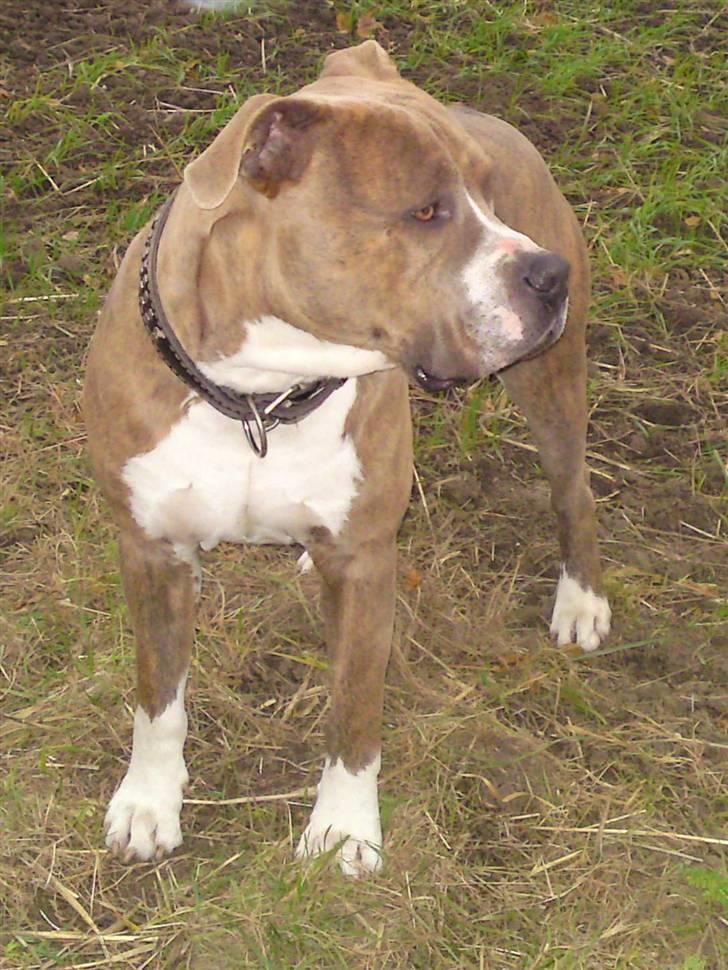 Amerikansk staffordshire terrier Tjaco billede 13