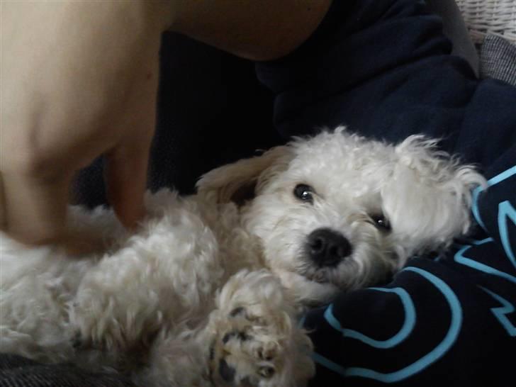 Bichon à poil frisé Choice - Uhm. Dejligt at putte og få nus af far<3 billede 1
