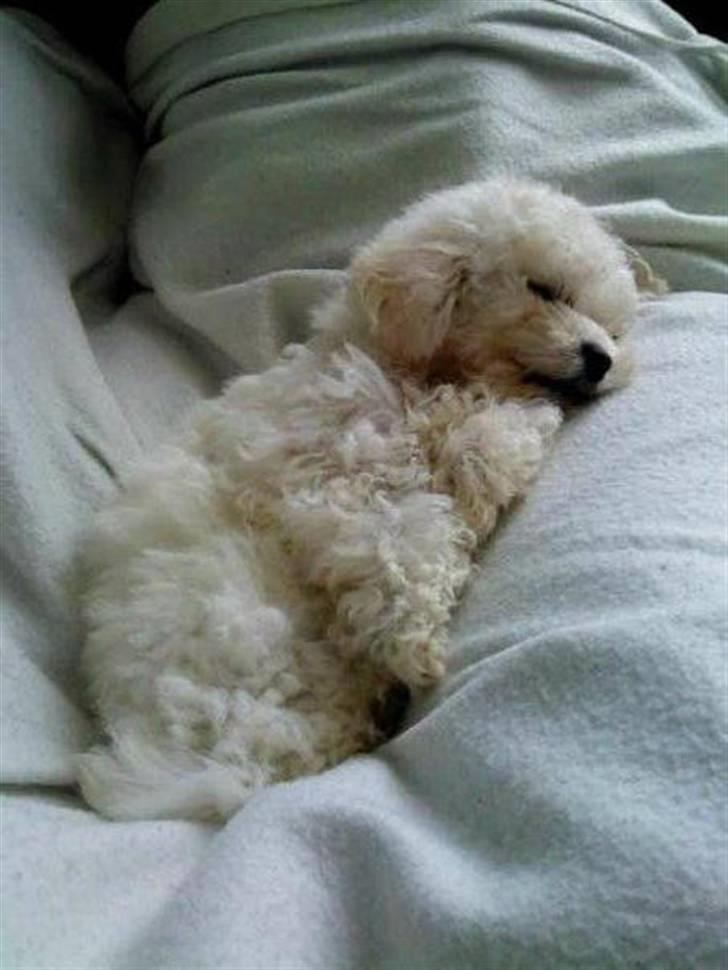 Bichon à poil frisé Choice - En lille lur.  billede 2