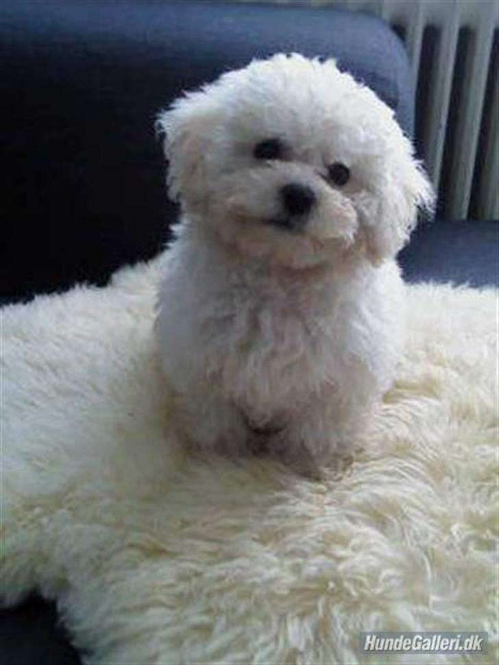Bichon à poil frisé Choice - Kan du finde mig i tæppet? billede 3